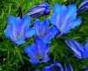 Show product details for Gentiana Blue Silk